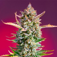 Gorilla Sherbet Fast Flowering Seeds