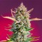 Gorilla Sherbet Fast Flowering Seeds