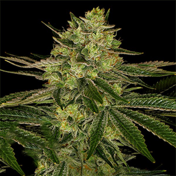 Gorilla Zkittlez Feminised Gold Seeds