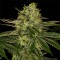 Gorilla Zkittlez Feminised Gold Seeds