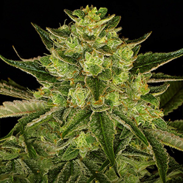 Gorilla Zkittlez Feminised Gold Seeds