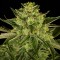 Gorilla Zkittlez Feminised Gold Seeds