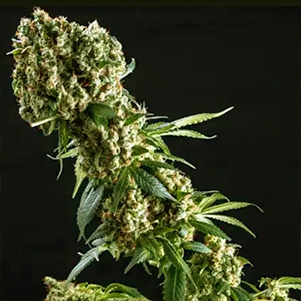 Grandaddy Purple Feminised Gold seeds