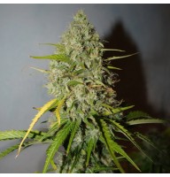 Grape Fruit Feminised Silver Seeds