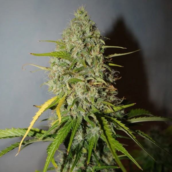 Grape Fruit Feminised Silver Seeds