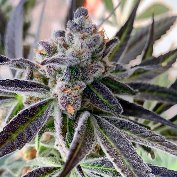 Насіння Grape Marmalade Feminised Silver