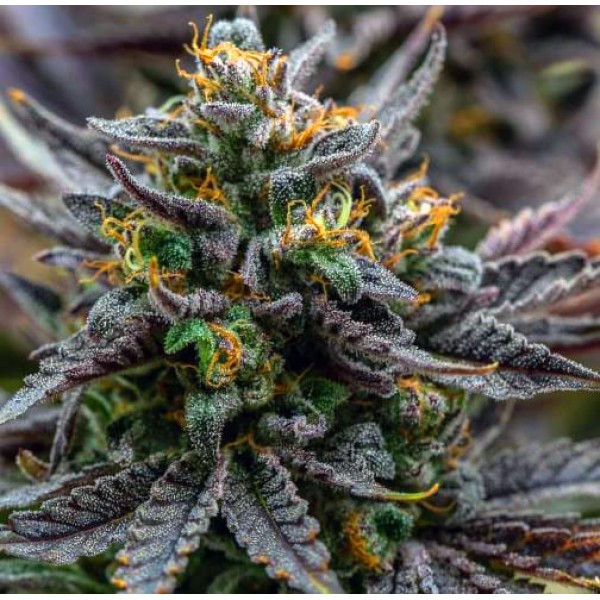 Насіння Grape Marmalade Feminised Silver