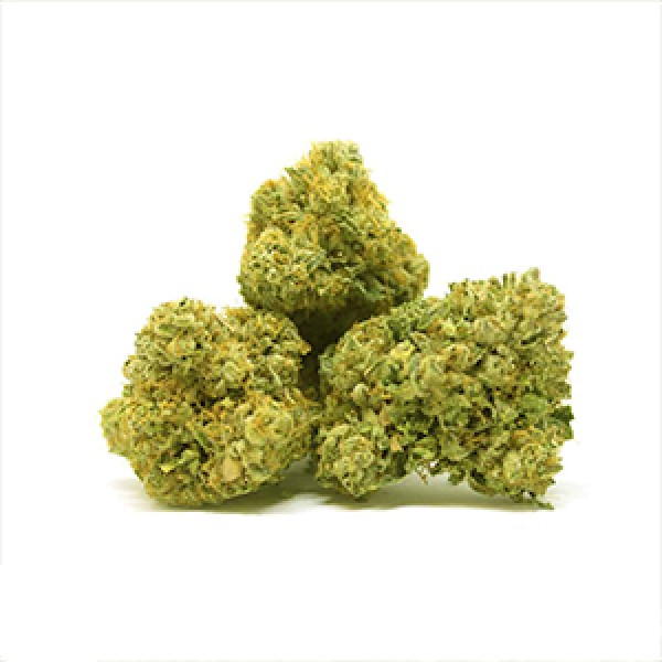 Great White Shark Feminised Gold seeds