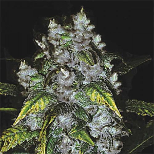 Great White Shark Feminised Gold seeds