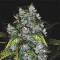 Great White Shark Feminised Gold seeds