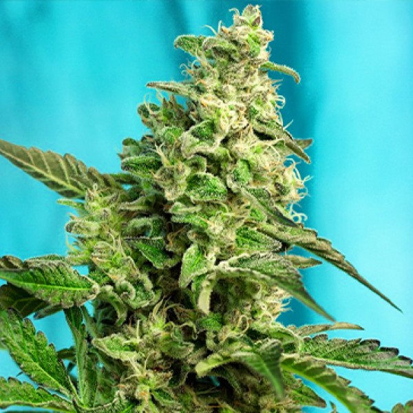 Green Poison Fast Flowering Seeds