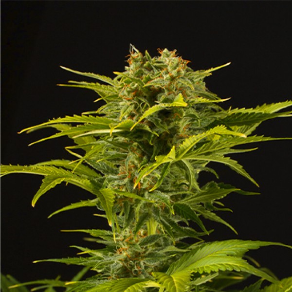 Auto Haze XXL Feminised seeds