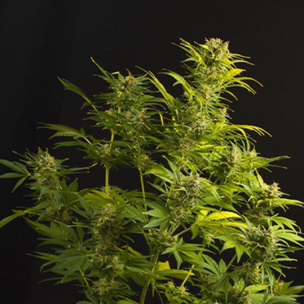 Auto Haze XXL Feminised seeds