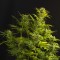 Auto Haze XXL Feminised seeds