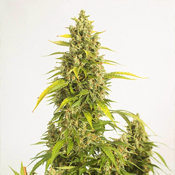 Auto Haze XXL Feminised seeds
