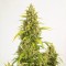 Auto Haze XXL Feminised seeds