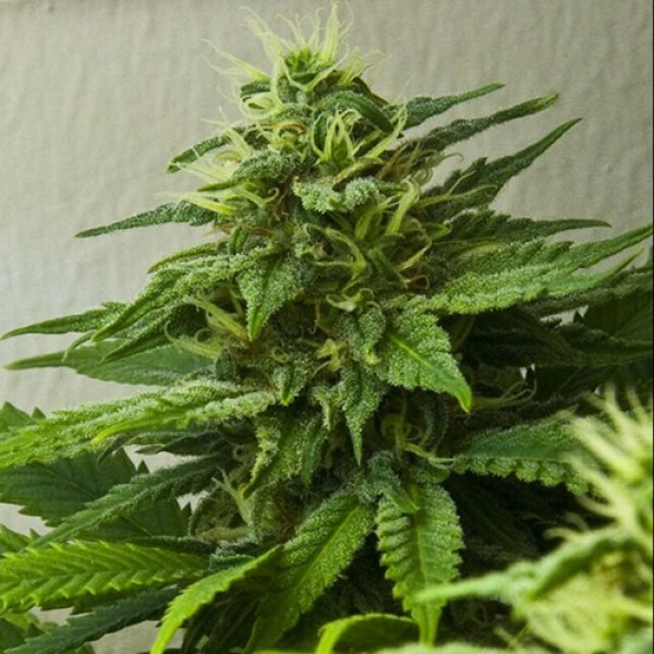 Himalaya Feminised Silver Seeds