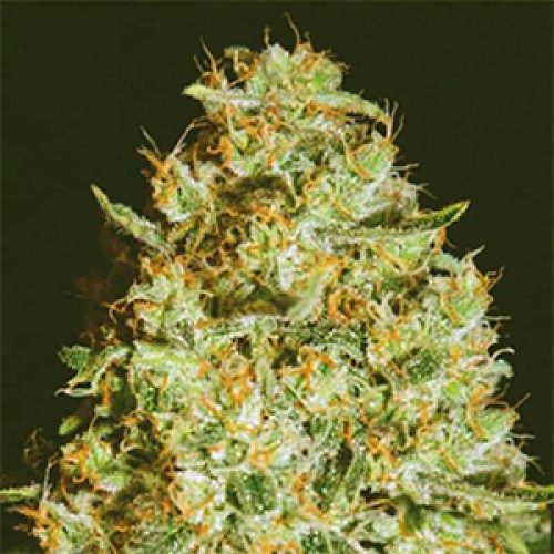 Himalaya Gold Feminised Gold seeds