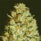 Himalaya Gold Feminised Gold seeds
