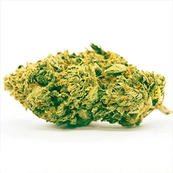 K-2 Feminised Gold seeds