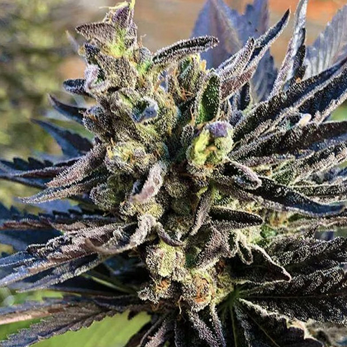 K-2 Feminised Silver Seeds