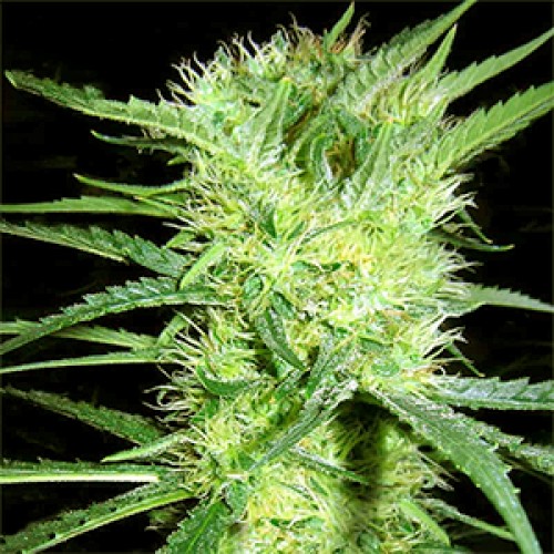 K-2 Feminised Gold seeds