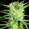 K-2 Feminised Gold seeds