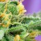 Насіння Auto Killer Kush Feminised