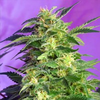 Auto Killer Kush Feminised Seeds