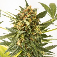 Насіння Auto Kush'N'Cheese Feminised