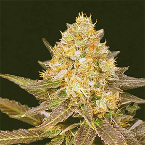 Lavender Feminized Gold seeds