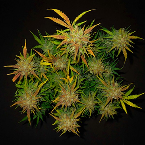 Auto Lemon AK Feminised seeds