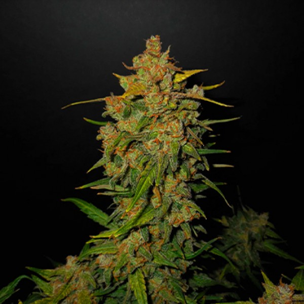 Auto Lemon AK Feminised seeds