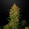 Auto Lemon AK Feminised seeds