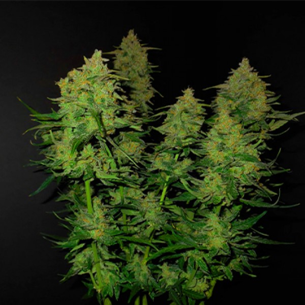 Auto Lemon AK Feminised seeds