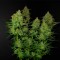 Auto Lemon AK Feminised seeds