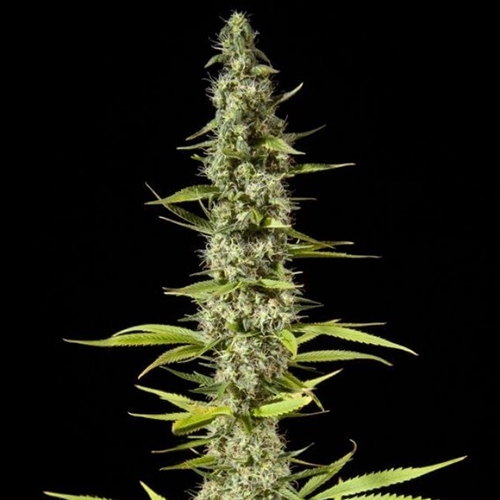 Maroc Feminised Silver Seeds