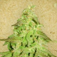 Maroc Feminised Gold seeds