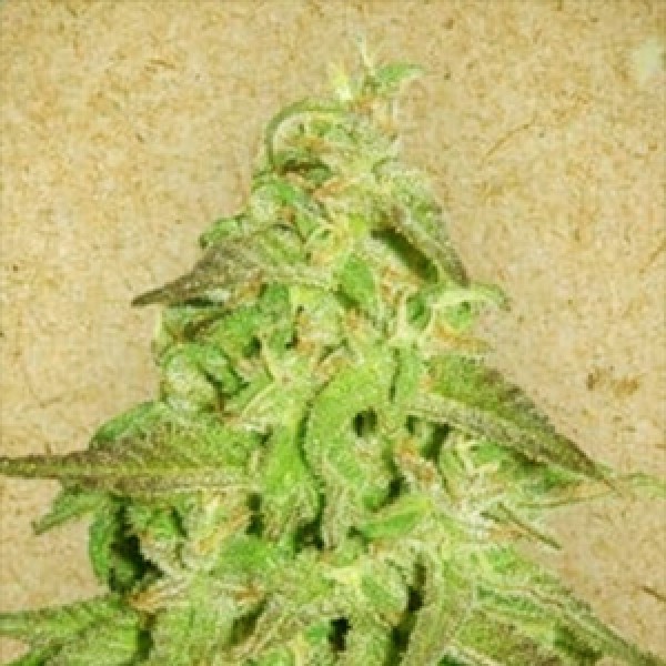 Maroc Feminised Gold seeds