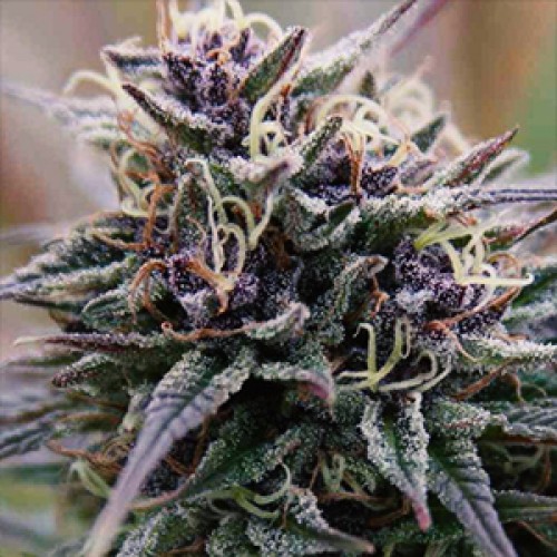 Maroc Purple Feminised Gold seeds