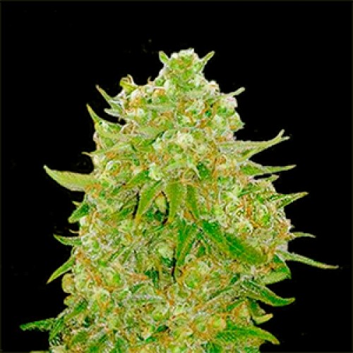Master Kush Feminised Gold seeds