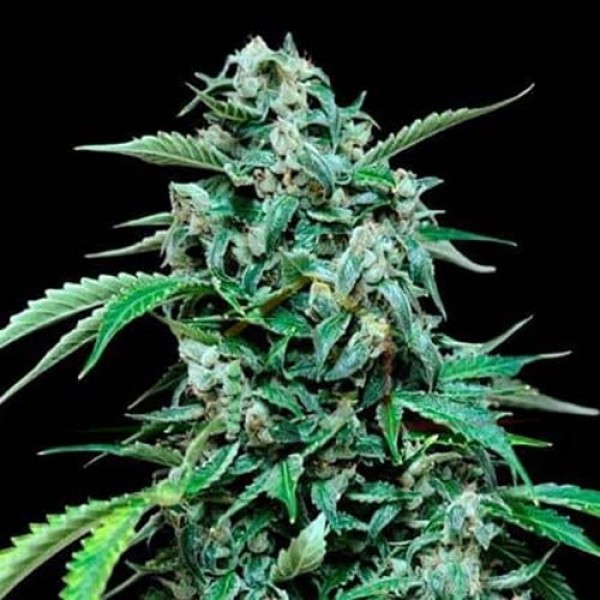 MaxiGom Feminised Gold Seeds 