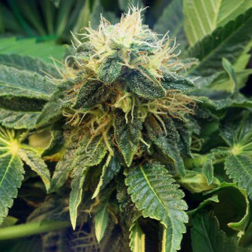 Mazar Feminised Gold Seeds
