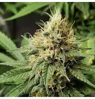 Mexican Airlines Feminised Silver Seeds