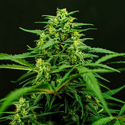 Mimosa Feminized Gold seeds