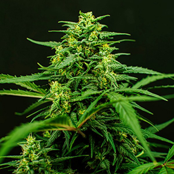 Насіння Mimosa Feminised Gold