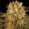 Mimosa x Orange Punch Feminised Gold seeds
