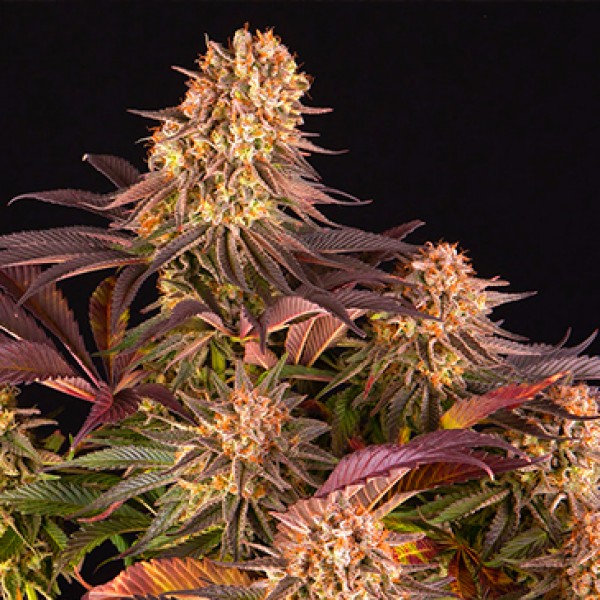 Mimosa X Orange Punch Feminised Seeds