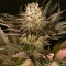 Mimosa x Orange Punch Feminised Gold seeds