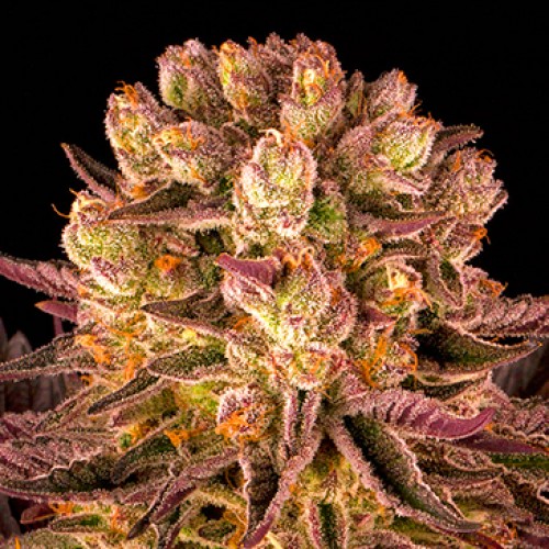 Mimosa X Orange Punch Feminised Seeds